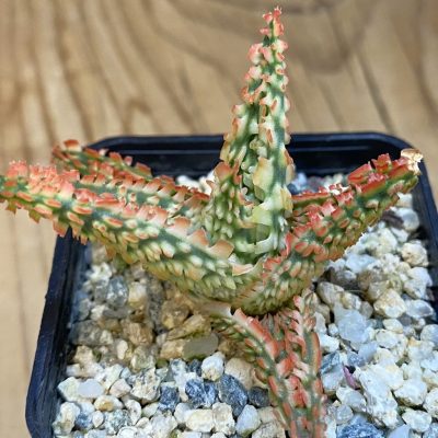 SH39044 Aloe TCT hybrid