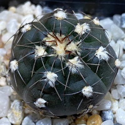 SH38976 Gymnocalycium aff. nataliae STO 868