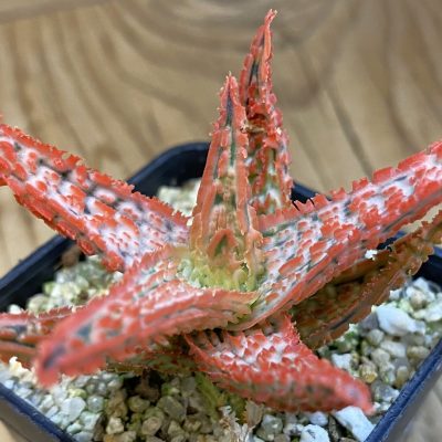 SH39045 Aloe TCT hybrid