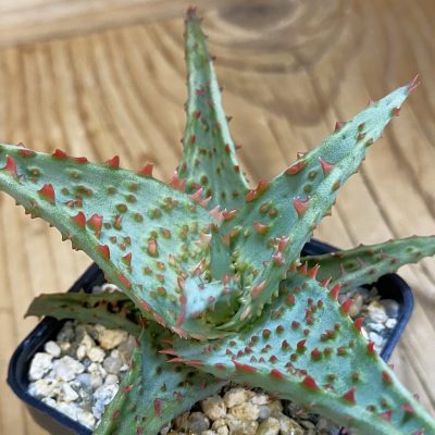 SH39046 Aloe TCT hybrid