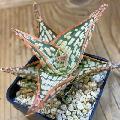 SH39047 Aloe TCT hybrid