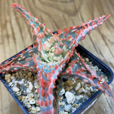 SH39048 Aloe TCT hybrid