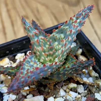 SH39049 Aloe TCT hybrid