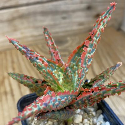 SH39050 Aloe TCT hybrid