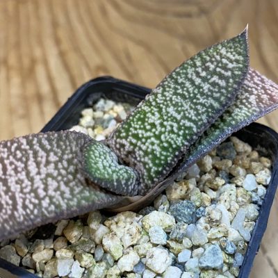 SH39052 Gasteria baylissiana x batesiana