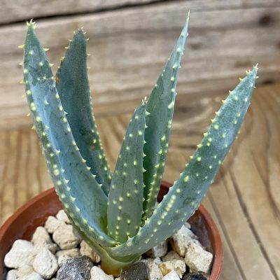 SH39053 Aloe ramosissima