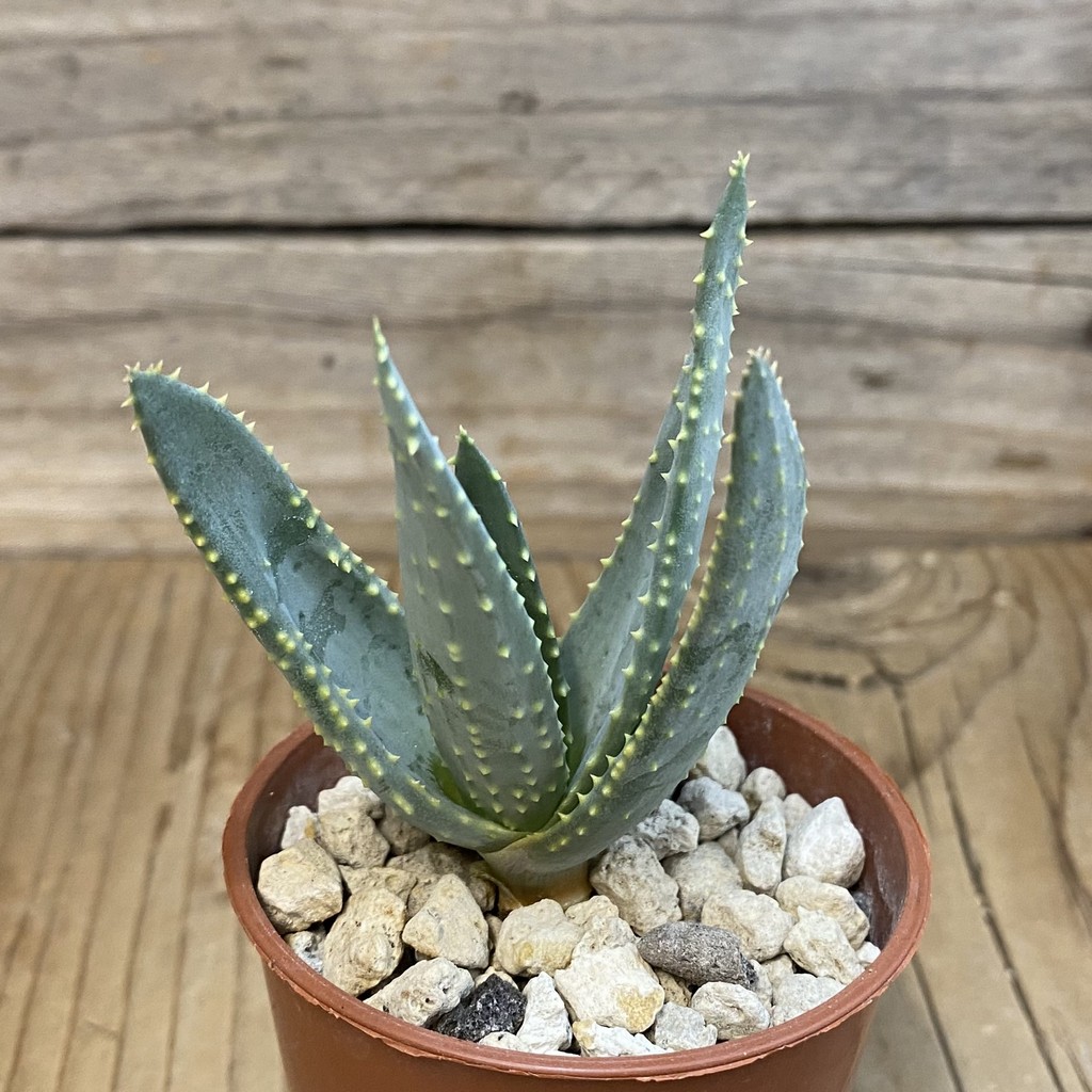 SH39053 Aloe ramosissima - Image 2