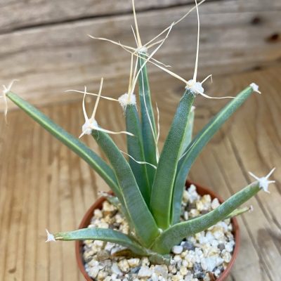SH39054 Leuchtenbergia principis