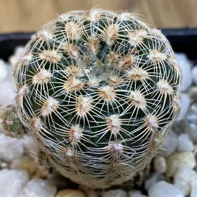 SH38977 Gymnocalycium bruchii v. pawlovskyi GN 751/3147