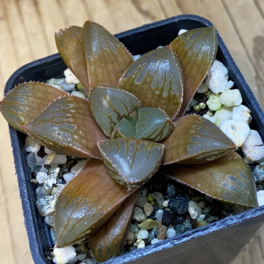 SH39055 Haworthia obtusa ‘Black Star’ hybrid