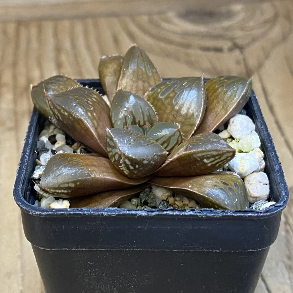 SH39055 Haworthia obtusa ‘Black Star’ hybrid - Image 2
