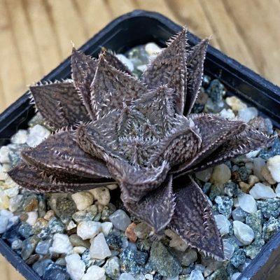 SH39056 Haworthia ‘Bunraku’ HKX-3, ex Cactus Nishi