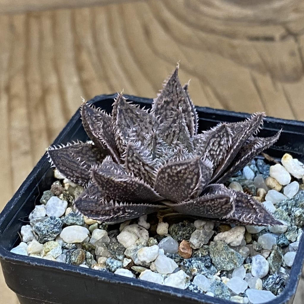 SH39056 Haworthia ‘Bunraku’ HKX-3, ex Cactus Nishi - Image 2