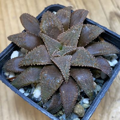 SH39057 Haworthia parksiana x pygmaea