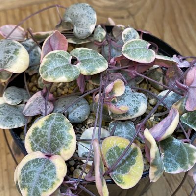 SH39060 Senecio woodii f. variegata