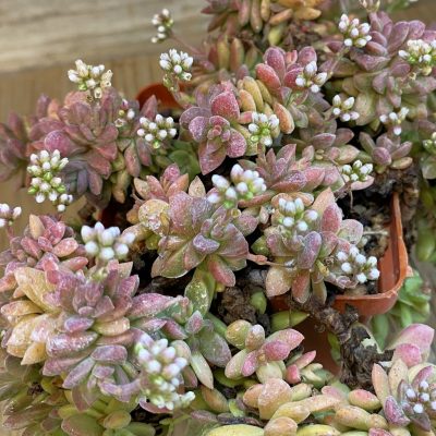 SH39061 Crassula ausensis hybrid, 8 years old