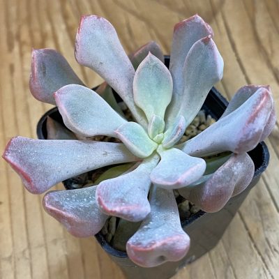 SH36429 Echeveria 'Cupid'