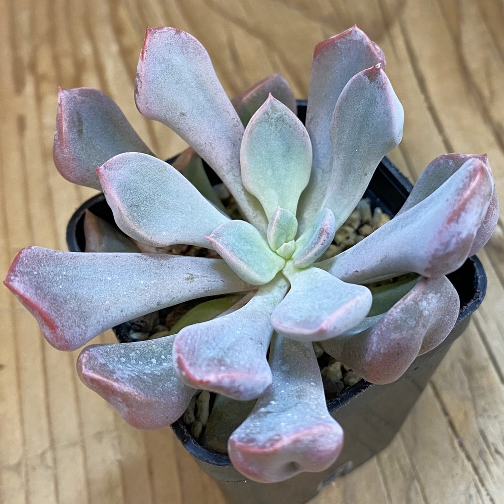 SH36429 Echeveria 'Cupid'