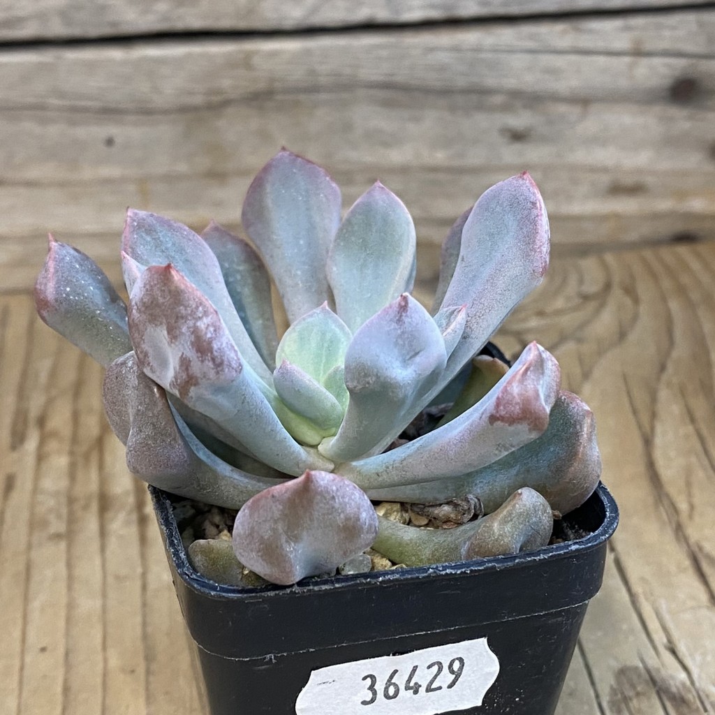 SH36429 Echeveria 'Cupid' - Image 2