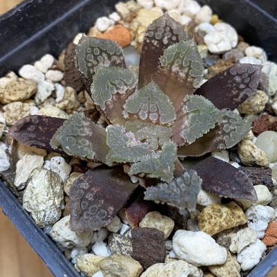 SH36427 Haworthia 'Gorbi' hybrid F2