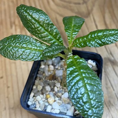 SH36493 Dorstenia gigas