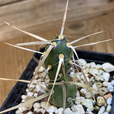 SH38978 Tephrocactus darwinii
