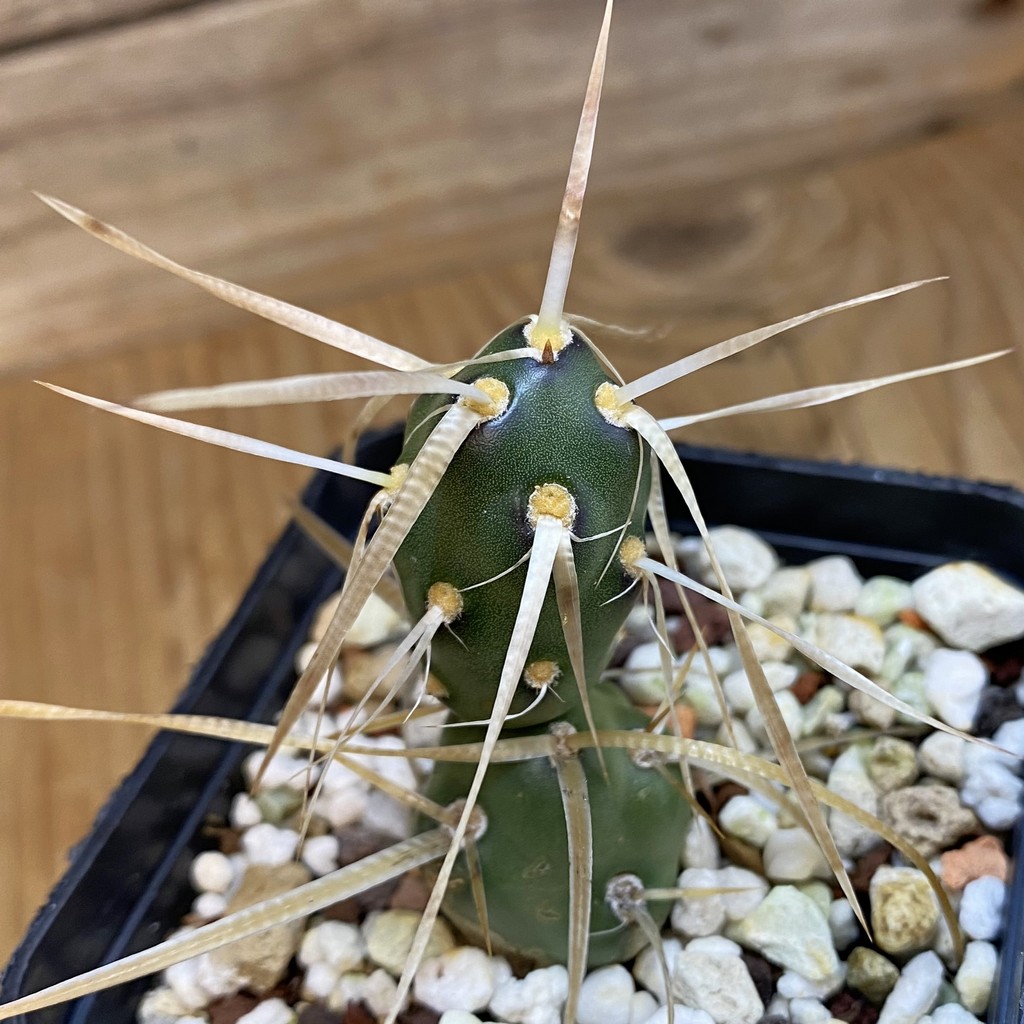 SH38978 Tephrocactus darwinii