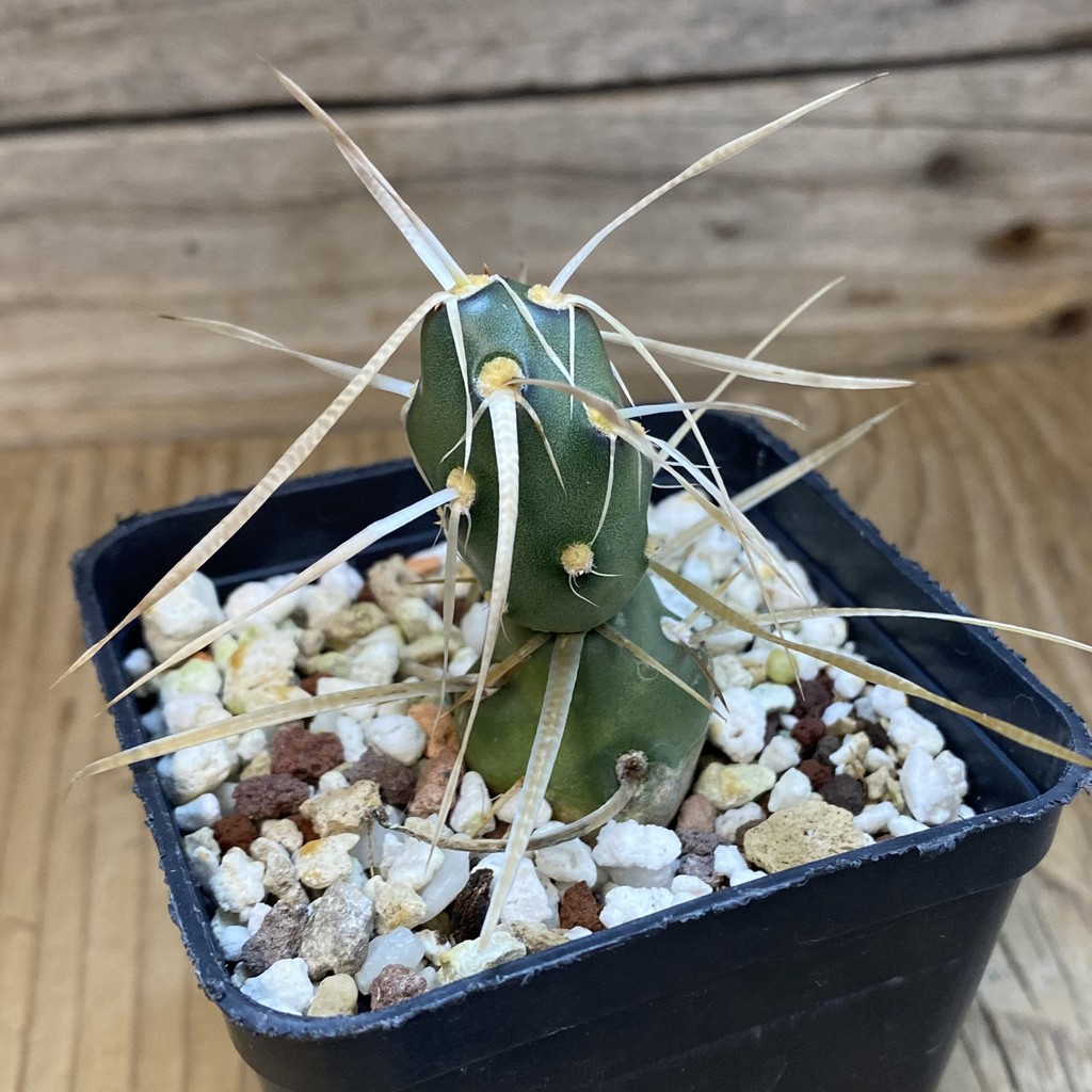 SH38978 Tephrocactus darwinii - Image 2