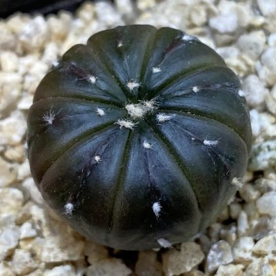 SH38981 Astrophytum asterias ‘Purple Skin’