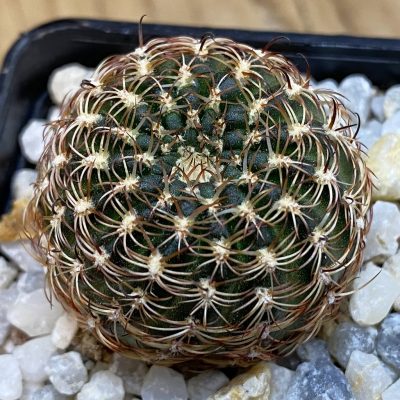 SH38982 Lobivia pusilla v. flaviflora