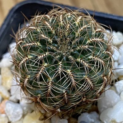 SH38984 Sulcorebutia markusii
