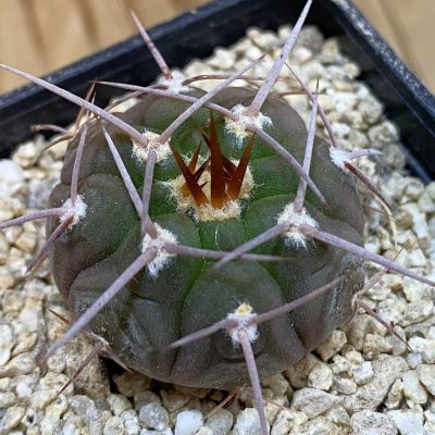 SH38970 Gymnocalycium castellanosii v. bozsingianum