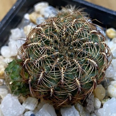 SH38985 Sulcorebutia markusii