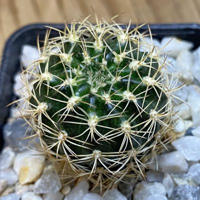 SH38987 Echinopsis 'Dracheuei' 3 hybrid