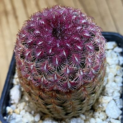 SH38988 Echinocereus rigidissimus v. rubispinus