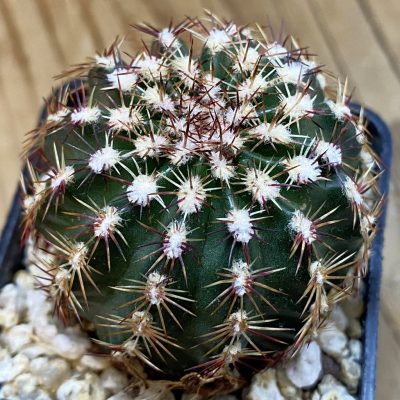 SH38989 Echinocereus viridiflorus