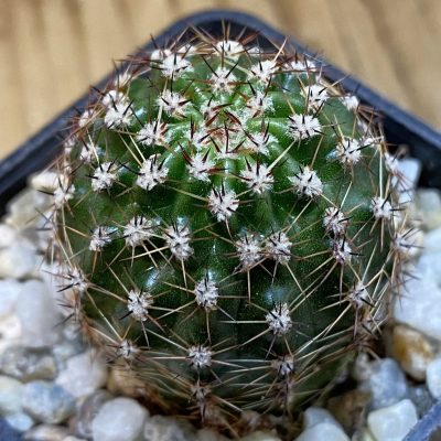 SH38990 Echinopsis hybrid ballerina