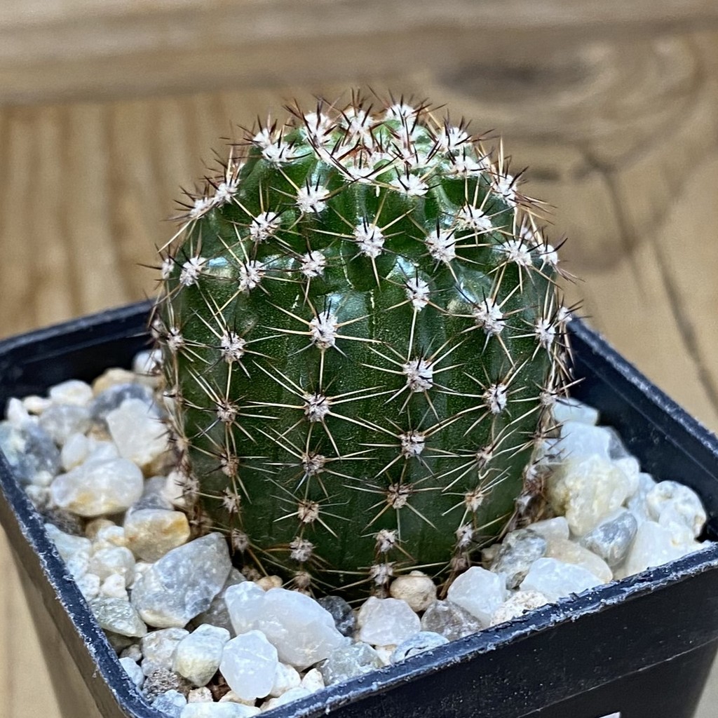 SH38990 Echinopsis hybrid ballerina - Image 2