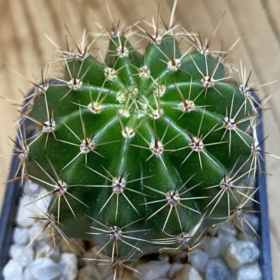 SH38991 Echinocactus hybrid 37-2005