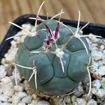 SH38992 Thelocactus hexaedrophorus v. fossulatus