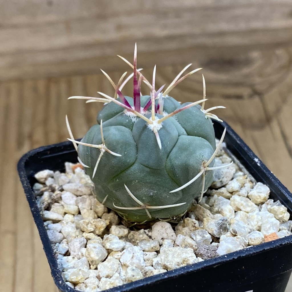 SH38992 Thelocactus hexaedrophorus v. fossulatus - Image 2