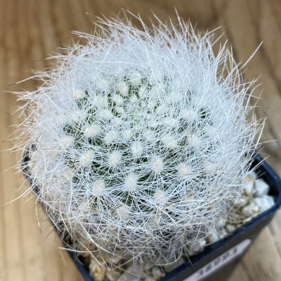 SH38993 Neoporteria senilis
