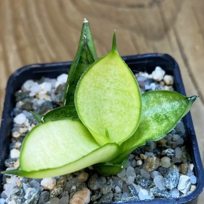 SH38994 Sansevieria ‘Mini Gold’