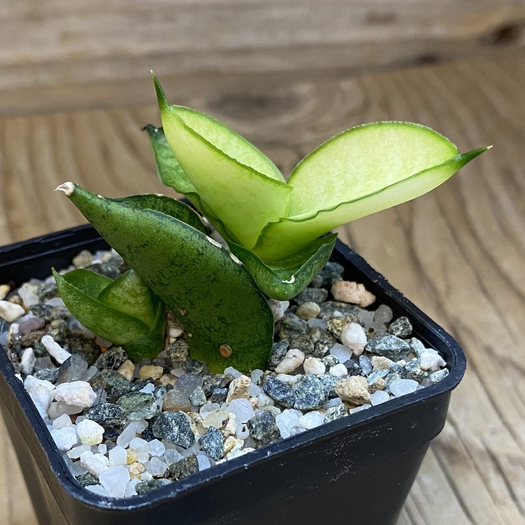 SH38994 Sansevieria ‘Mini Gold’ - Image 2