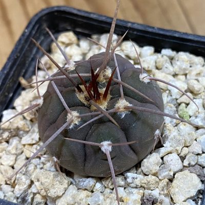 SH38971 Gymnocalycium castellanosii v. bozsingianum