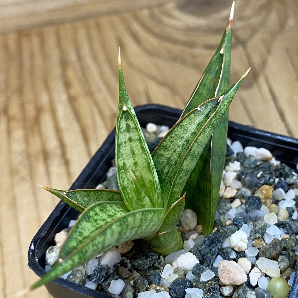 SH38996 Sansevieria ‘Rockman’