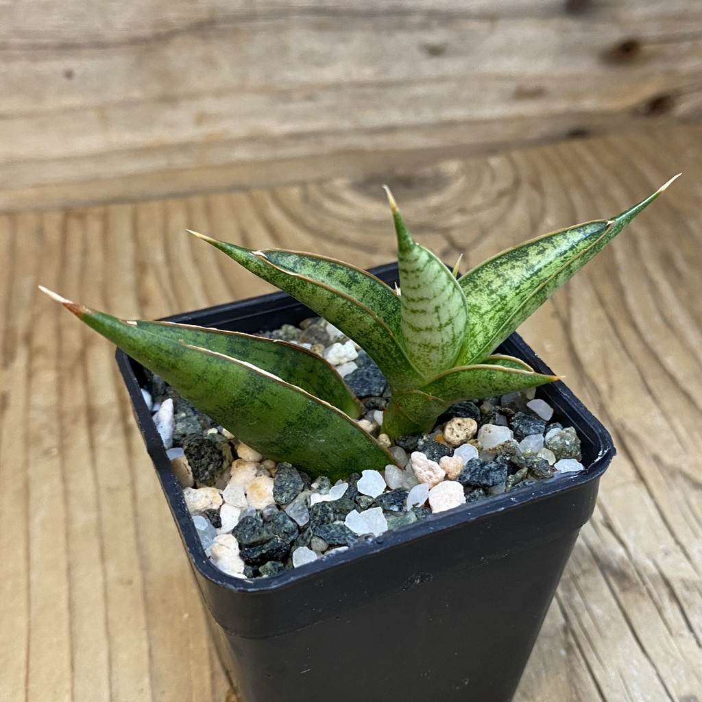 SH38996 Sansevieria ‘Rockman’ - Image 2