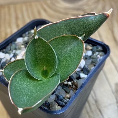SH38997 Sansevieria ‘Konichiwa’
