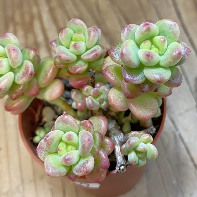 SH38999 Sedeveria 'Shangri-La'