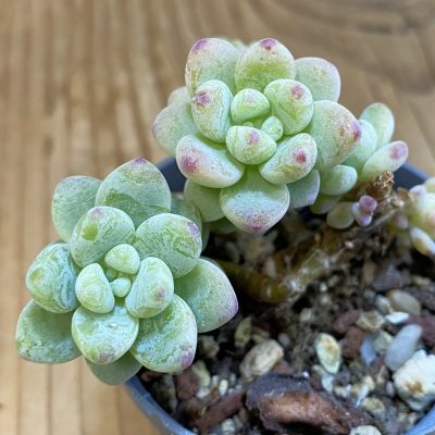 SH39000 Sedum clavatum